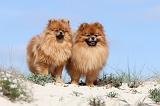 SPITZ ALLEMAND 187